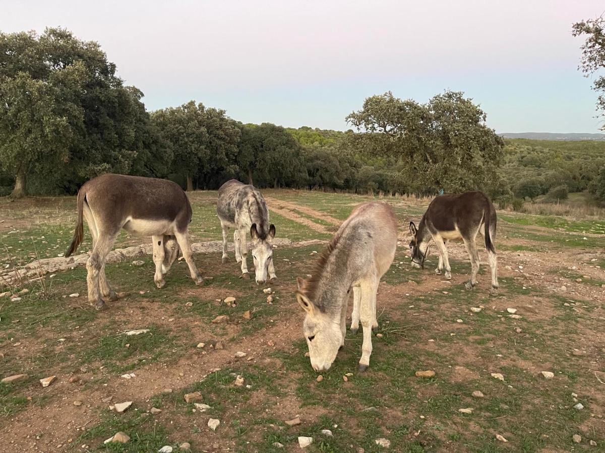 Pensjonat Cortijo Huerta Galindo Alanís Zewnętrze zdjęcie